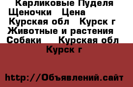 Карликовые Пуделя Щеночки › Цена ­ 7 000 - Курская обл., Курск г. Животные и растения » Собаки   . Курская обл.,Курск г.